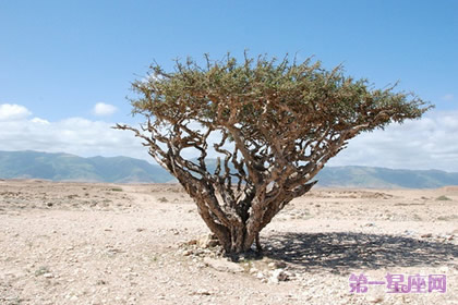 12月24日花语:乳香木,生日花语礼物