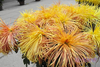 花语大全:鳞托菊的花语是什么?