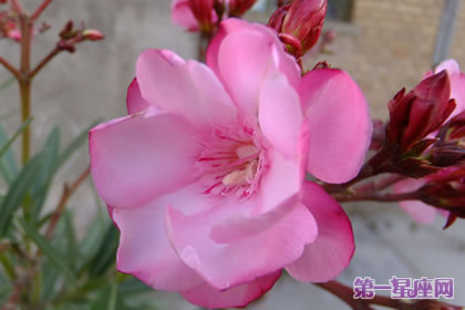 花语大全:夹竹桃的花语是什么?