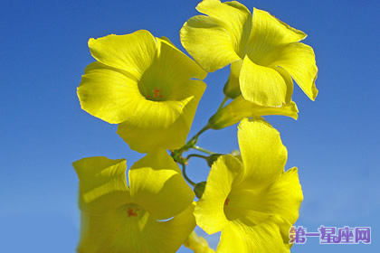 11月22日花语：百慕达奶油花，生日花语忽视