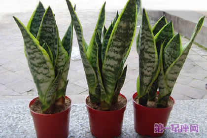 虎尾兰花语和象征代表意义:坚定、刚毅