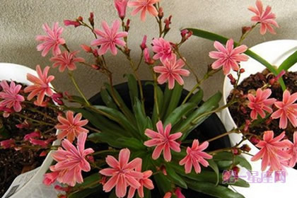 露薇花的花语:童话般的爱