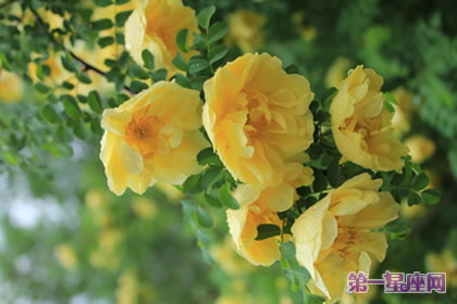 花语大全:黄刺玫的花语是什么?