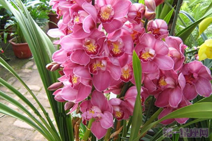 蕙兰的花语及象征意义