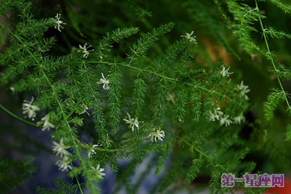 文竹的花语象征永恒