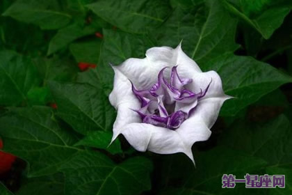 曼陀罗花花语是什么及代表意义