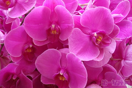 蝴蝶兰花语：幸福的蝴蝶向你飞来