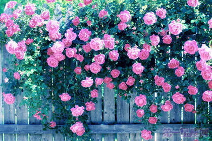 不同种类的蔷薇花语知多少?