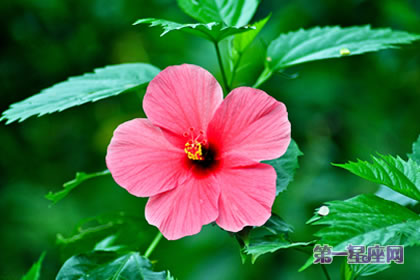 花语大全：扶桑花花语及含义