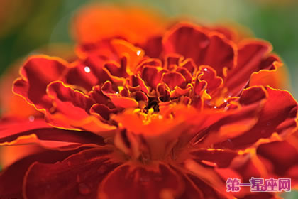 花语大全:孔雀草的花语是什么?