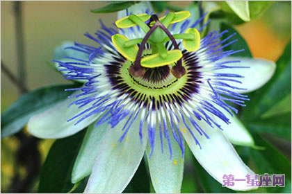 西番莲的花语和象征代表意义