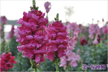 花语大全:金鱼草的花语及代表意义