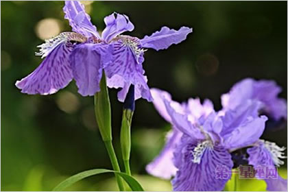 4月2日花语：香甜紫萝兰，生日花语美