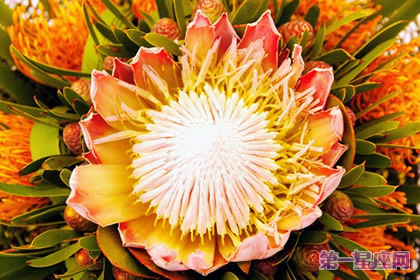 帝王花的花语：胜利、圆满