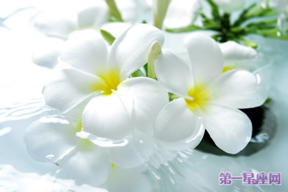 9月11日花语：水仙，生日花语良药