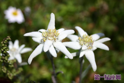 雪绒花的花语：重要的回忆