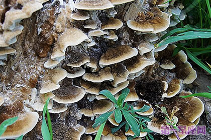 花语：树蘑菇，生日花语神经质