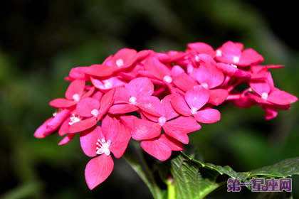 盘点什么花防辐射最好？