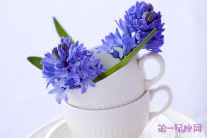 十二月的花语是什么？风信子