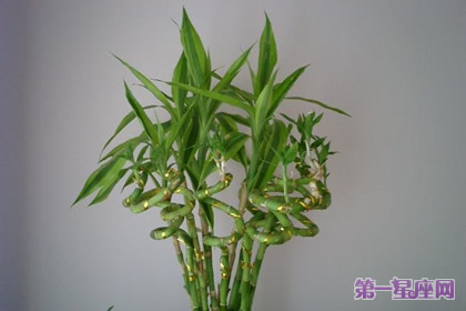 详解：转运竹花语及代表意义