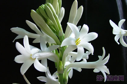 晚香玉的花语：危险的快乐