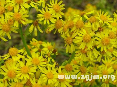 野滥缕菊的花语