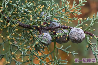 12月18日花语:印度杉,生日花语成熟
