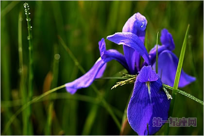 5月12日花语:鸢尾花,生日花语优美