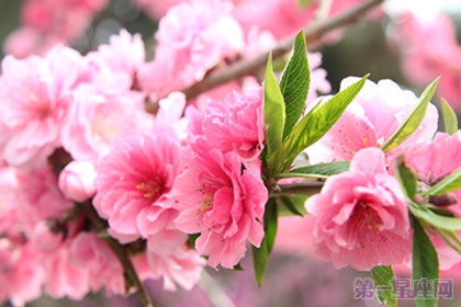 樱花花语知多少?