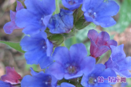 美人蕉花语:蓝色美人蕉的花语及由来