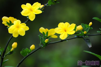 迎春花的花语和传说