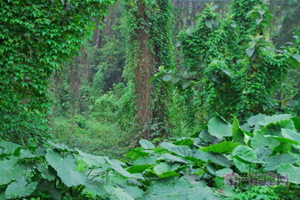 1月15日生日花：常春藤，生日花语贞节