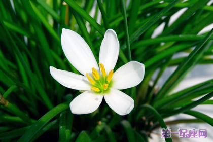 葱兰花语:纯洁的爱