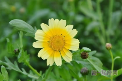 3月3日生日花语:茼蒿,生日花语丰富