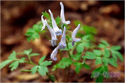 3月29日花语:延胡索,生日花语幻想
