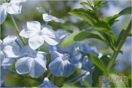 4月1日花语：山木蓝，生日花语变革