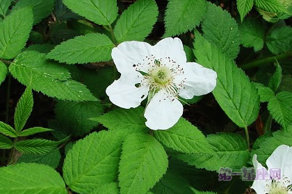 6月12日花语：野蔷薇，生日花语浪漫