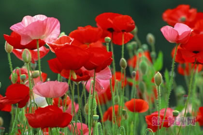 6月18日花语:角罂粟,生日花语耐心