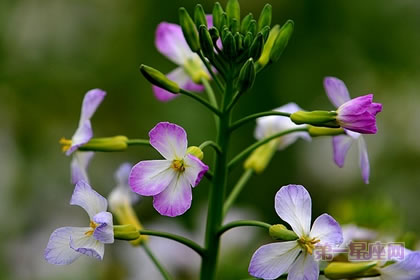 6月19日花语：萝卜花，生日花语黄昏
