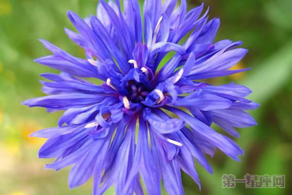 德国国花是矢车菊