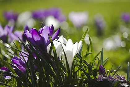 6月22日花语:风铃草,生日花语创造力