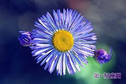 花语：蓝色法利敏，生日花语迅速