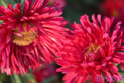 6月28日花语:矢车菊,生日花语人格