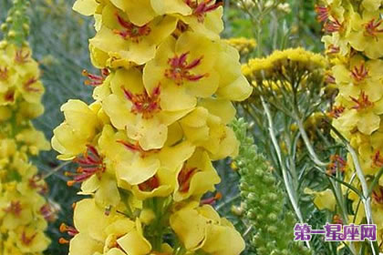 7月31日花语：大毛蕊花，生日花语信念