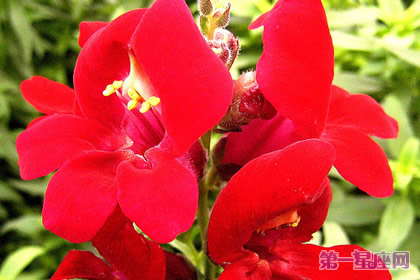 8月17日生日花：柳穿鱼，生日花语顽强