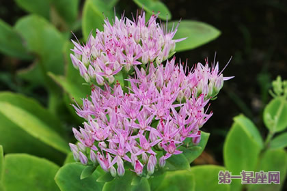 花语：巨大秋麒麟，生日花语逆流