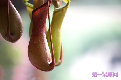 猪笼草的花语:财运亨通、财源广进