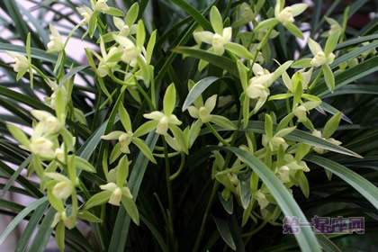 素心兰的花语:活泼、开朗