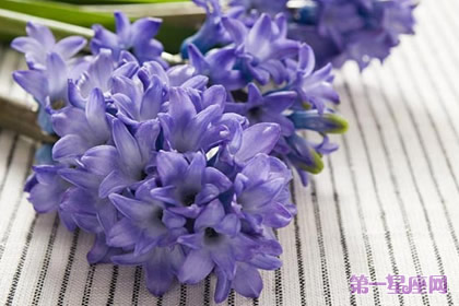 11月8日花语：风信子，生日花语顽固