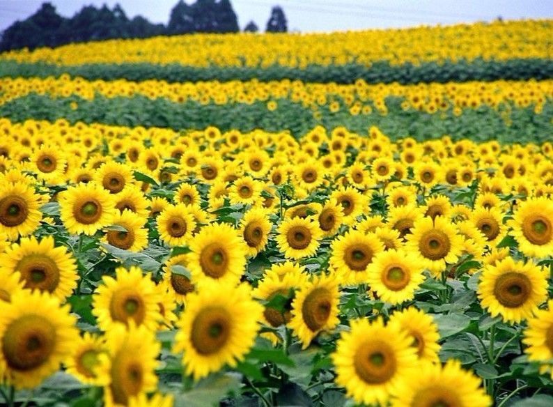 向日葵有哪几部门组成？